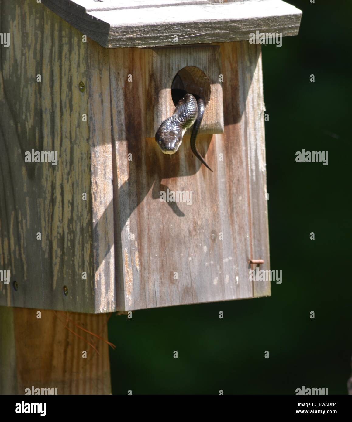 schwarze Schlange im Bluebird-Haus Stockfoto