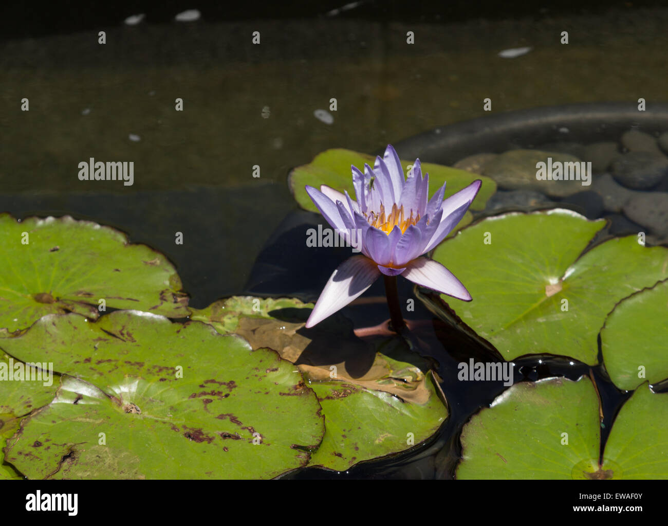 Stern seerose Fotos und Bildmaterial in hoher Auflösung Alamy