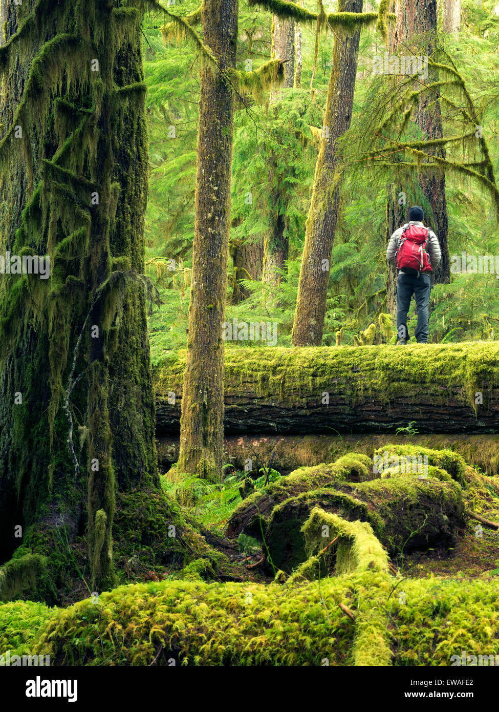 Wanderer auf Log. Opal Creek Wilderness, Oregon Stockfoto