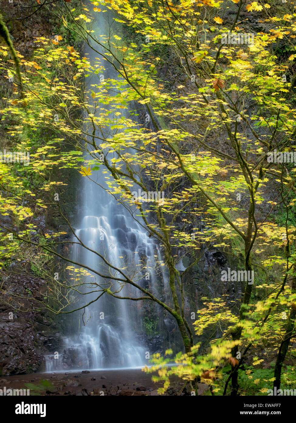 Doppel-Wasserfälle und Herbstfarben. Silver Falls State Park, Oregon Stockfoto