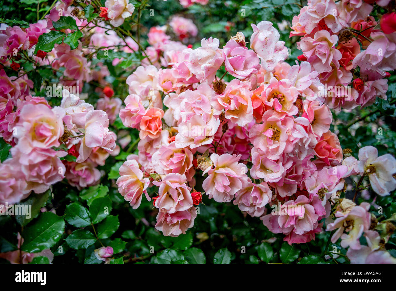 Reiche Ansammlung von rosa Rosen mit Regentropfen auf Blütenblätter Stockfoto