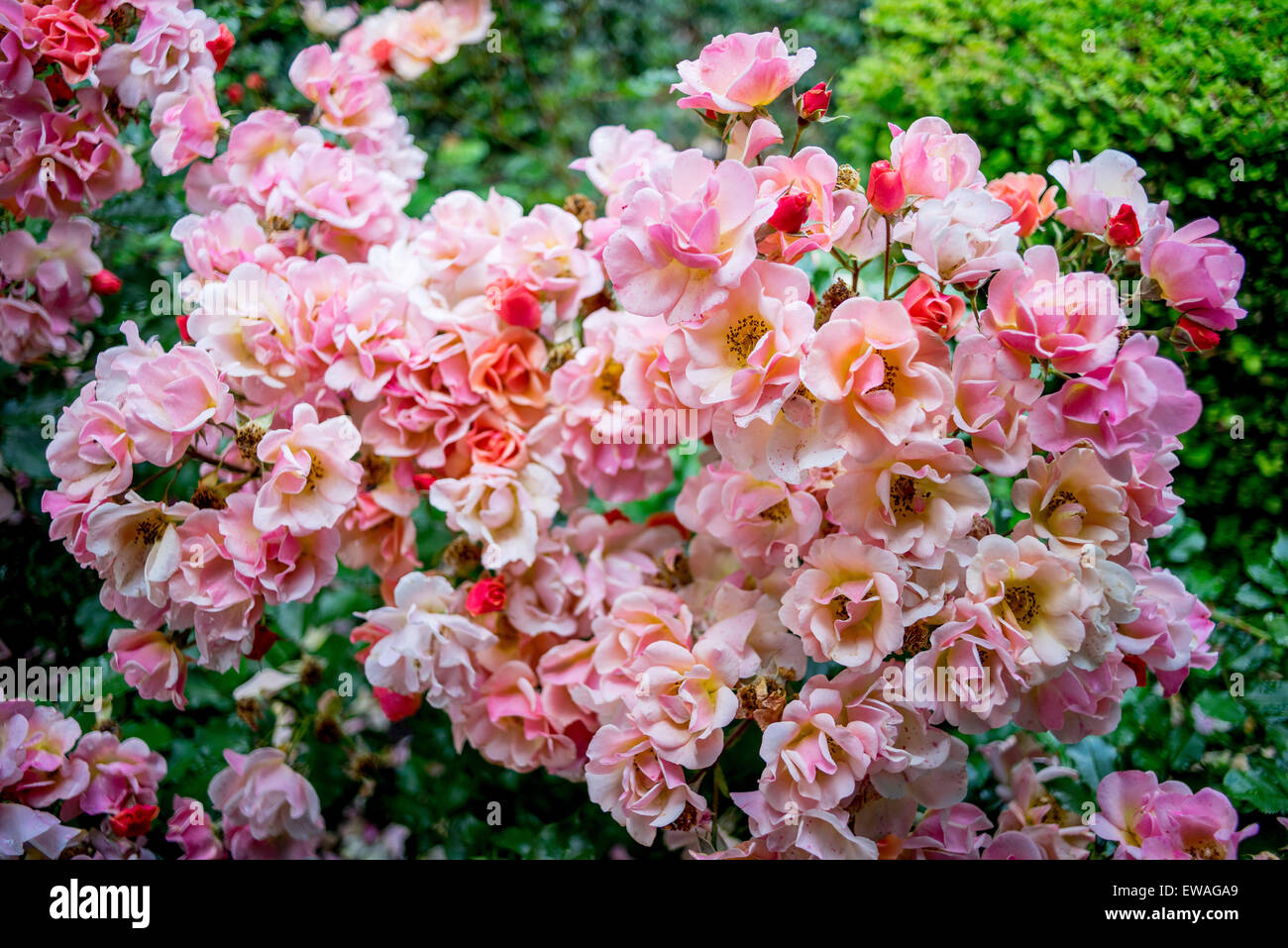 Reiche Ansammlung von rosa Rosen mit Regentropfen auf Blütenblätter Stockfoto