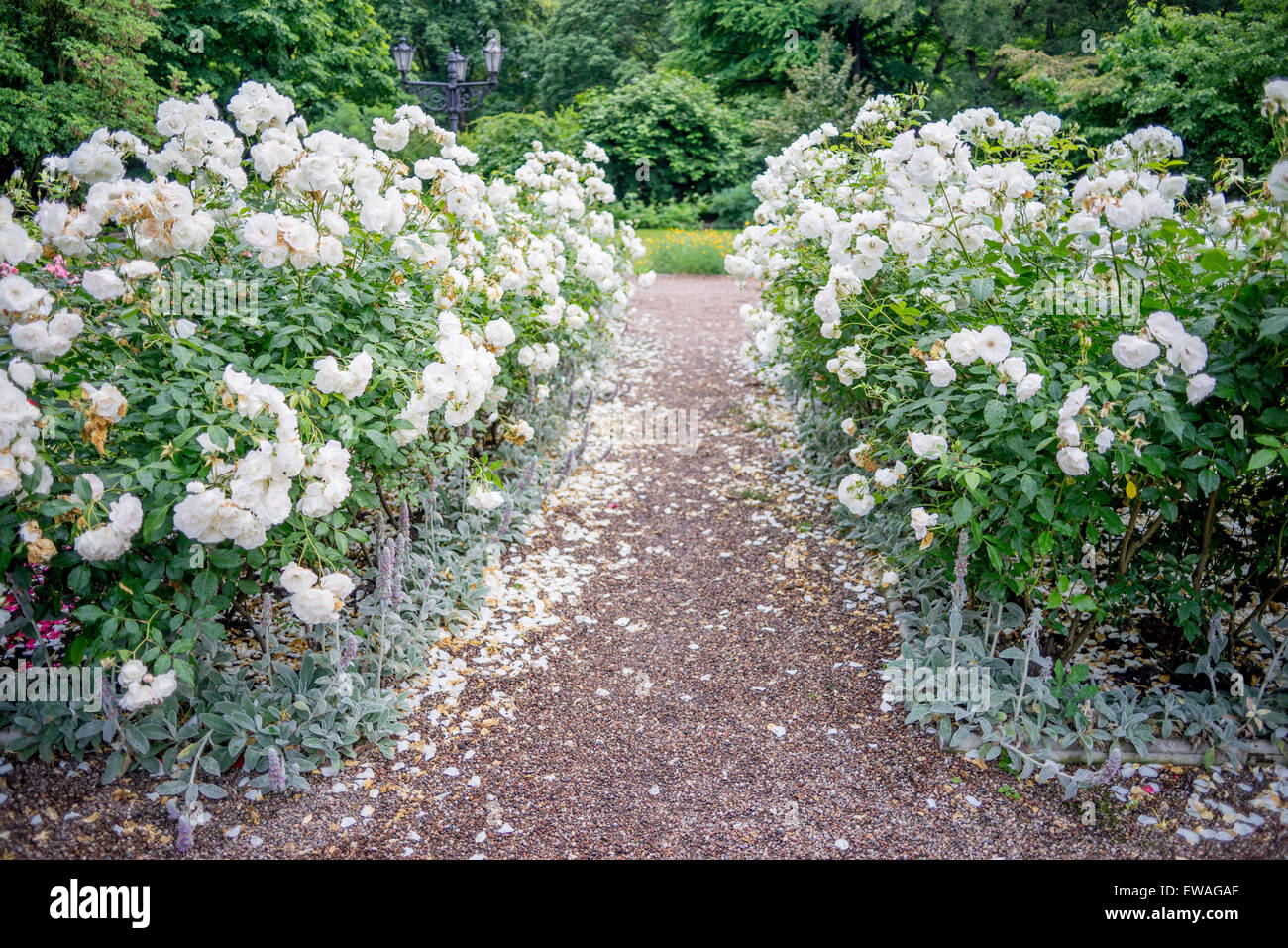 Weg gesäumt Sträucher blühen weiße Rosen Stockfoto