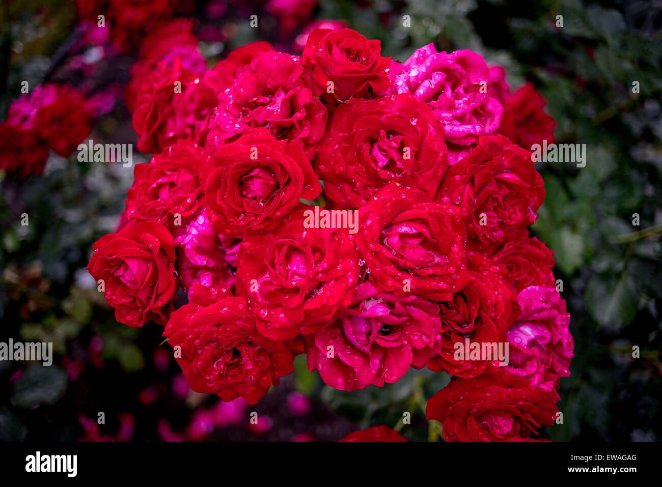 Reichen Haufen Cluster aus roten Rosen mit Regentropfen auf Blütenblätter Stockfoto