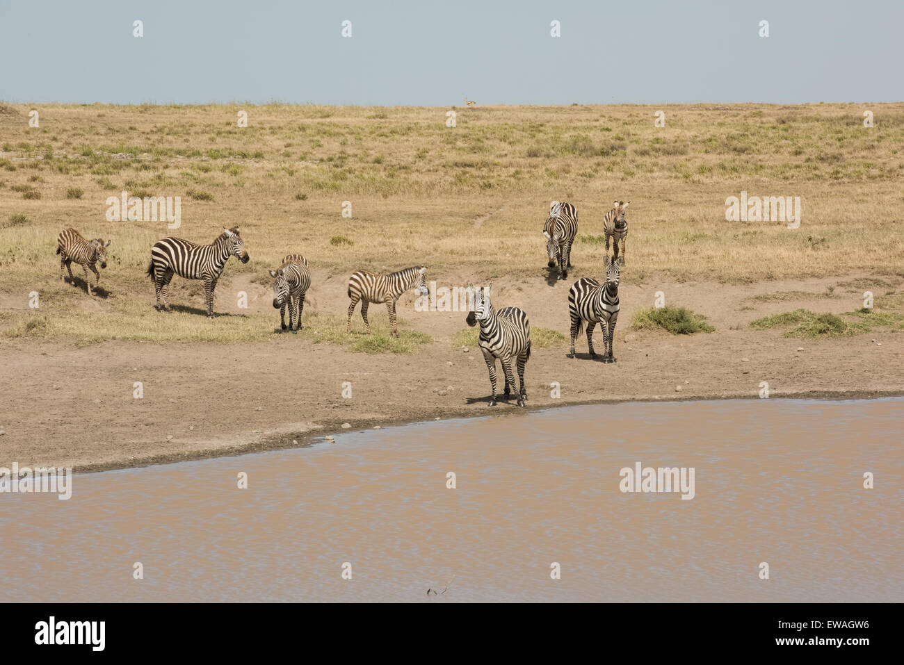 Zebras am Wasserloch, Serengeti Nationalpark, Tansania Stockfoto