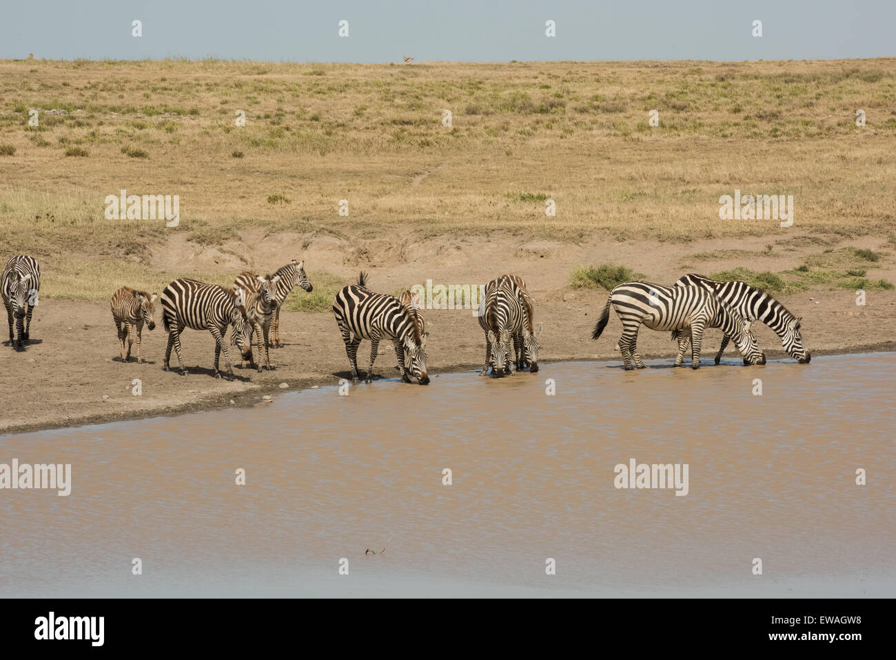 Zebras am Wasserloch, Serengeti Nationalpark, Tansania Stockfoto