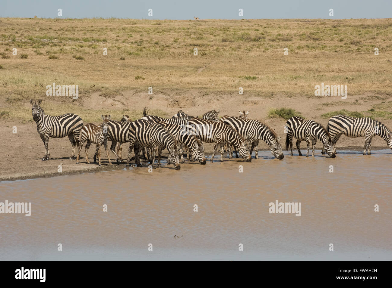 Zebras am Wasserloch, Serengeti Nationalpark, Tansania Stockfoto