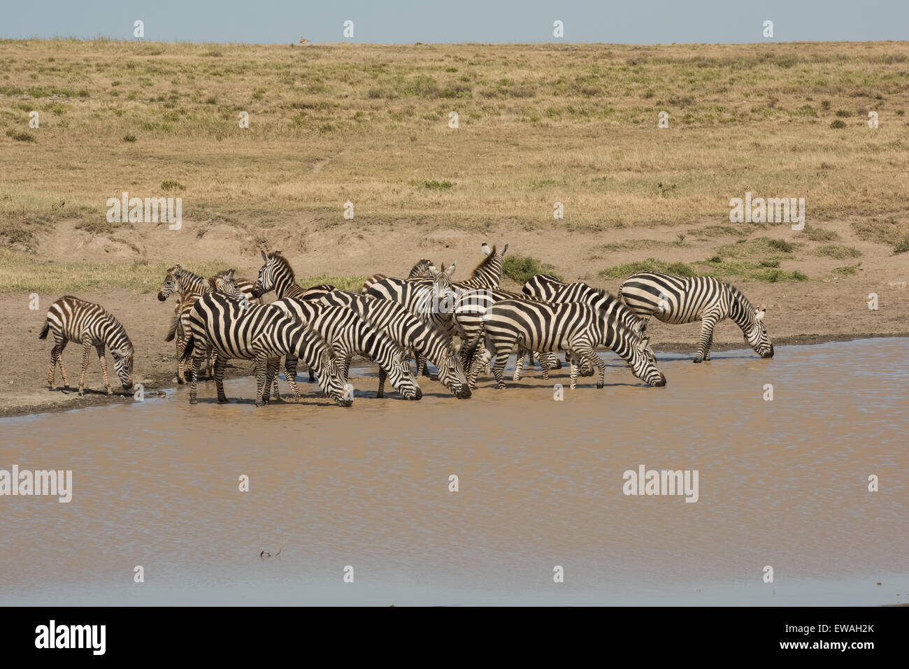 Zebras am Wasserloch, Serengeti Nationalpark, Tansania Stockfoto