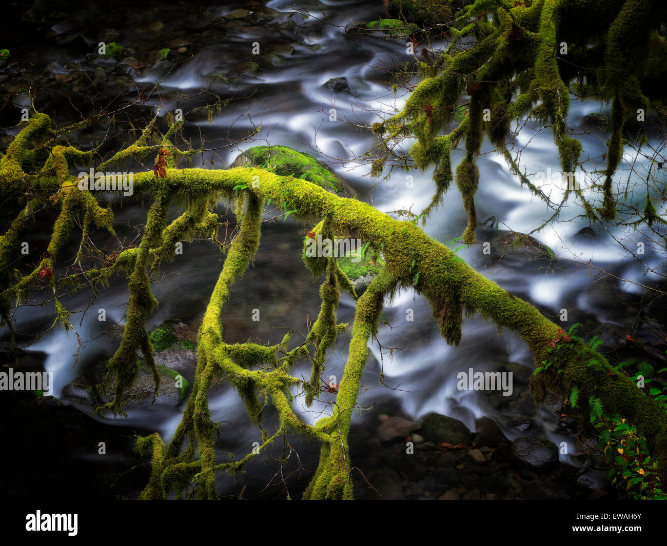 Moos bedeckt Baum am Ufer des Eagle Creek. Columbia River Gorge National Scenic Bereich, Oregon Stockfoto