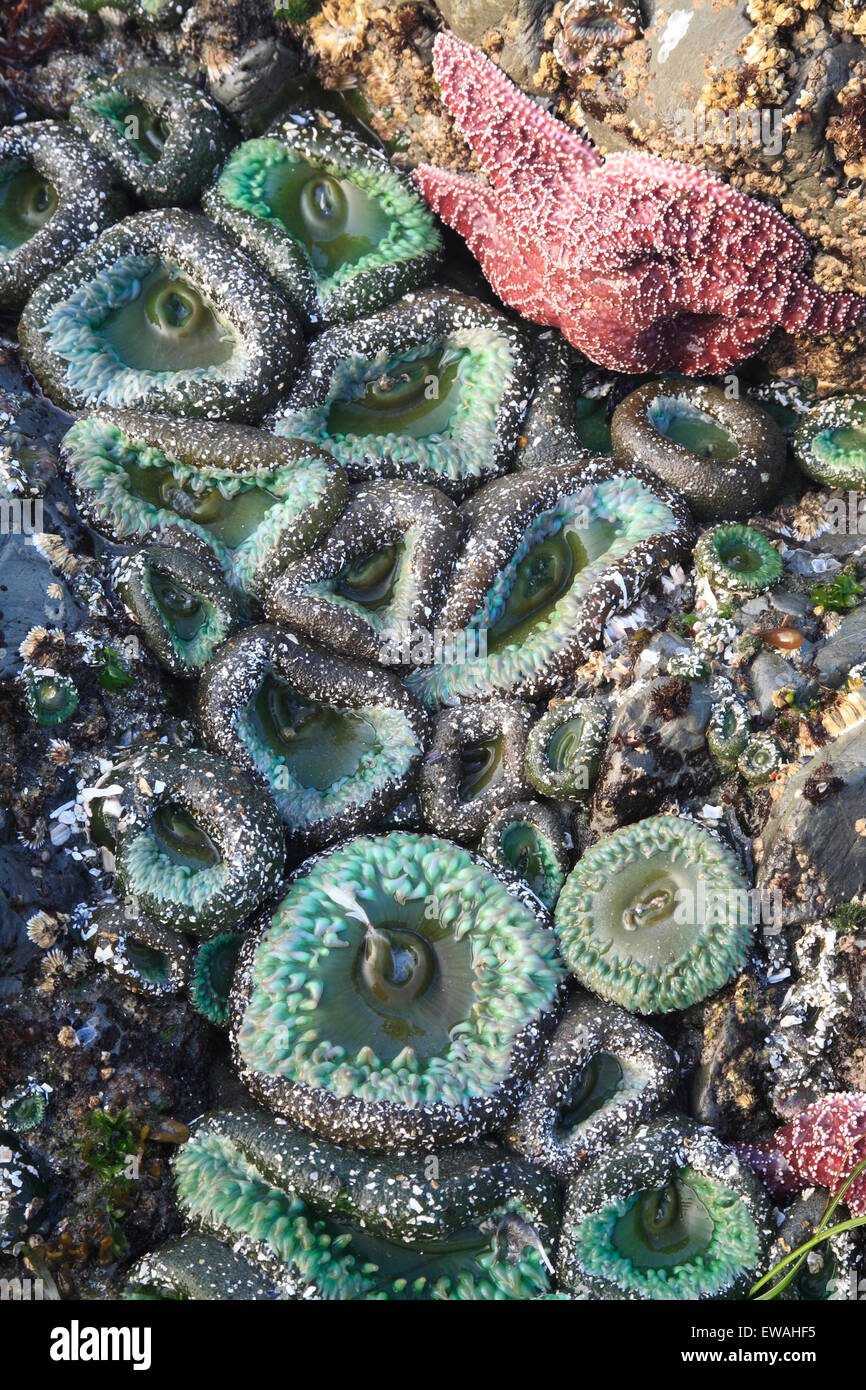 Leben im Meer in der Inter Gezeitenzone Chesterman Beach, Tofino, Vancouver Island, Britisch-Kolumbien Stockfoto