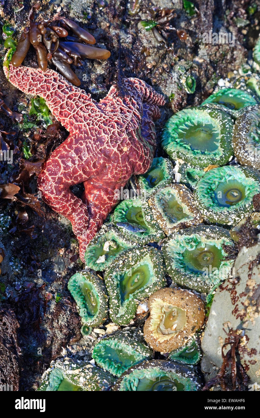 Seesterne und Anemonen, Chesterman Beach, Tofino, Vancouver Island, BC Stockfoto