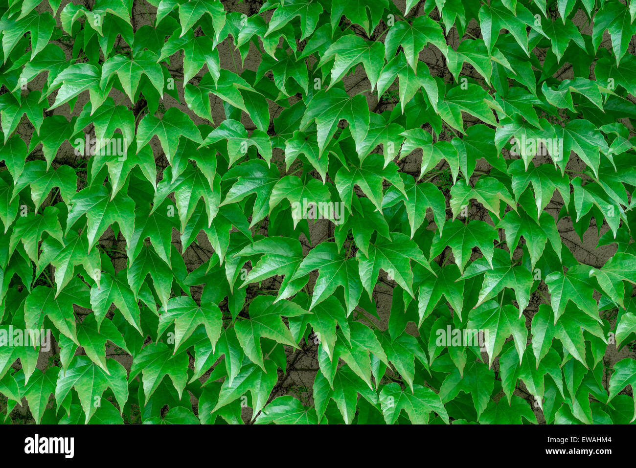 dracena monstera Open Weave Dragon Tree: Dracaena marginata - 14 inch pot