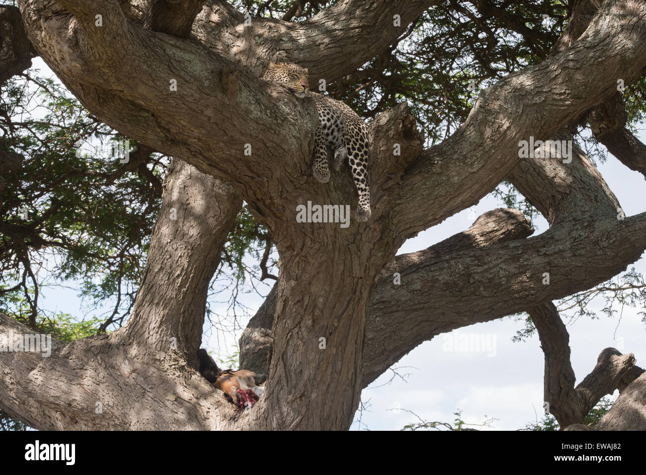 Leopard in Akazie mit Baby, die Gnus töten, Tansania. Stockfoto