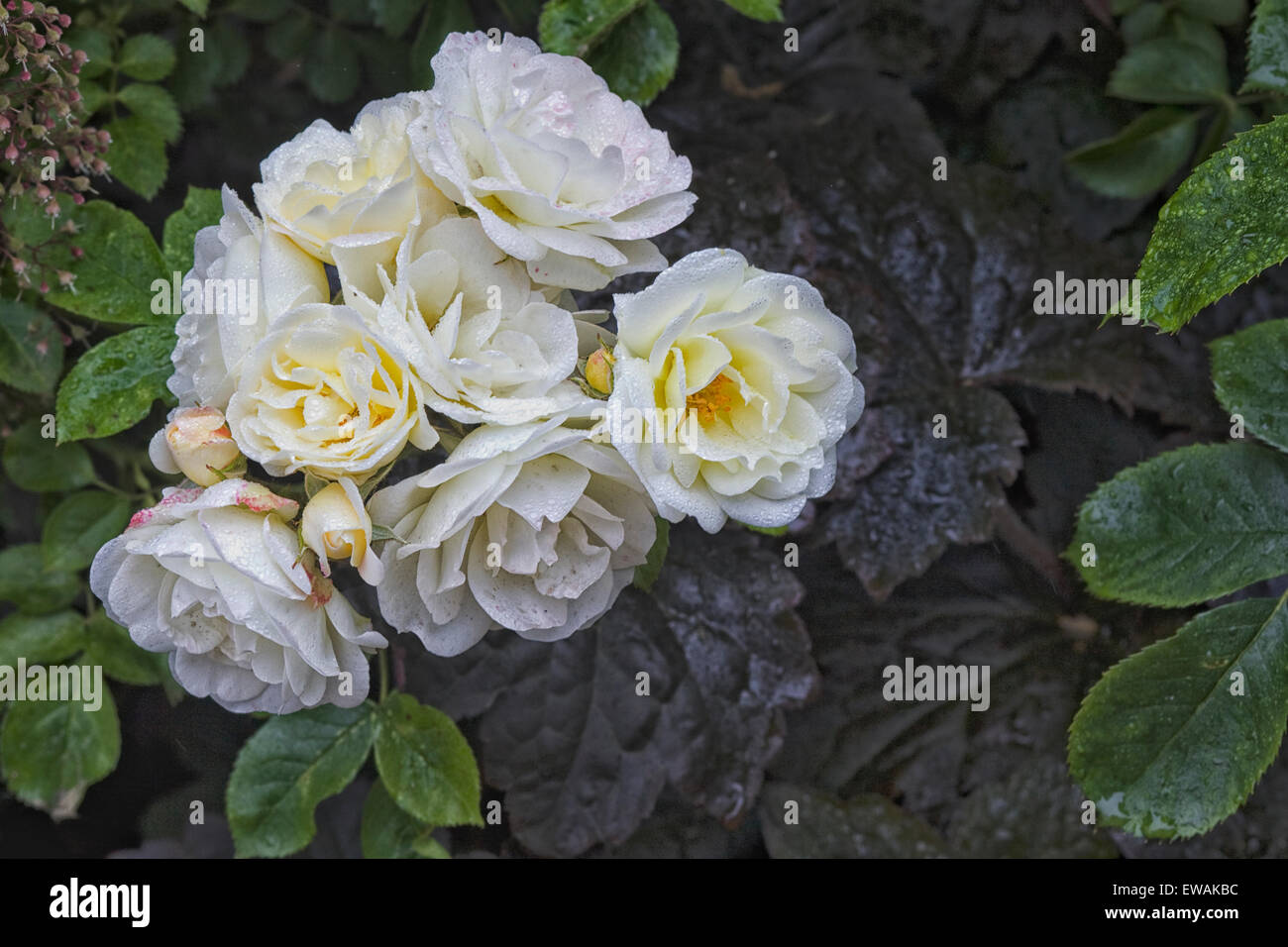 Nahaufnahme eines weißen Cluster Kletterrosen Stockfoto