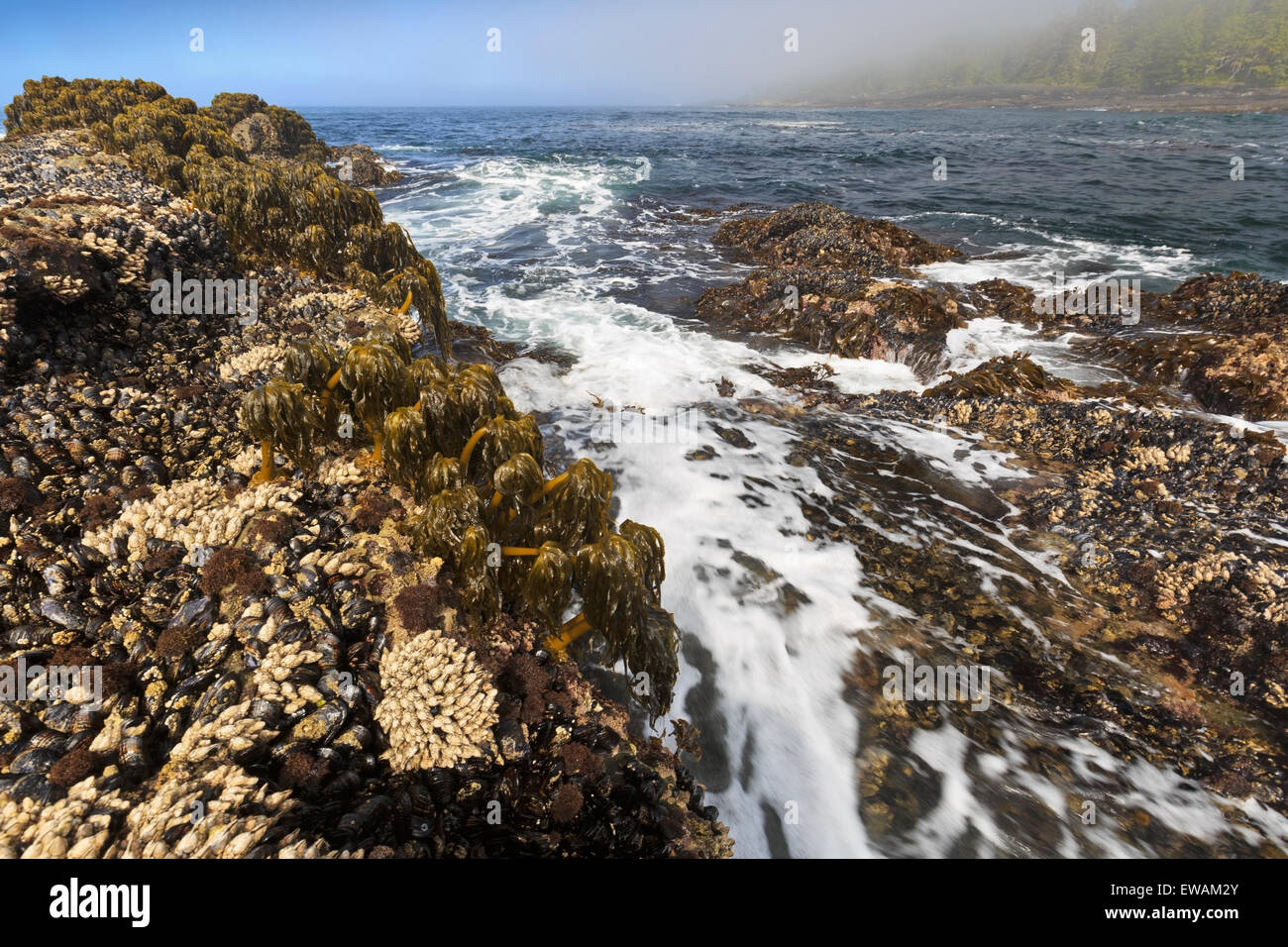 Meer Palmen, Postelsia Palmaeformis, eine Art von Algen wachsen in der Gezeitenzone im Botanical Beach, Juan de Fuca Provincia Park Stockfoto