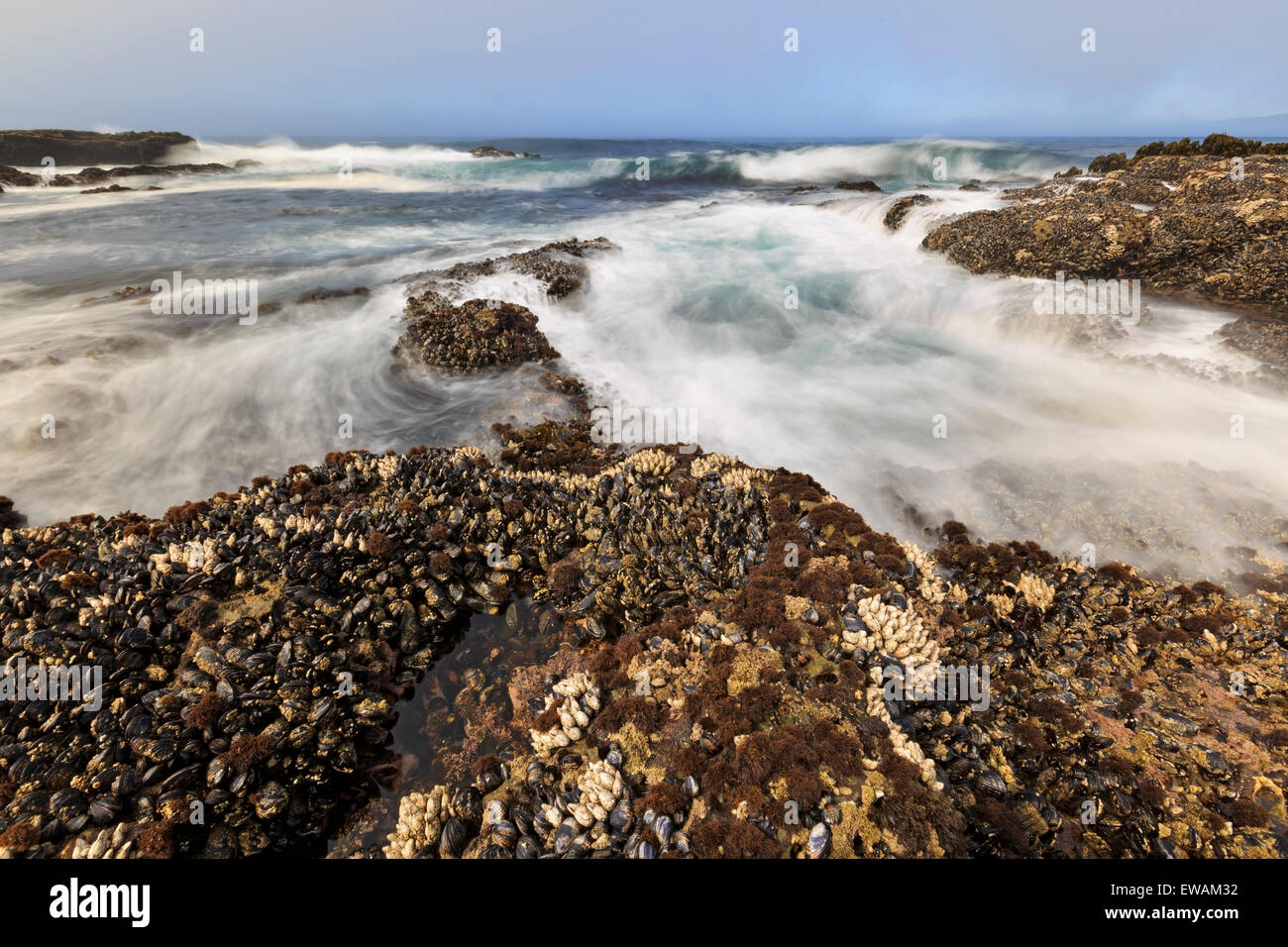 Wellen, die an Land Botanical Beach, Juan de Fuca Provincial Park, Vancouver Island, BC Stockfoto