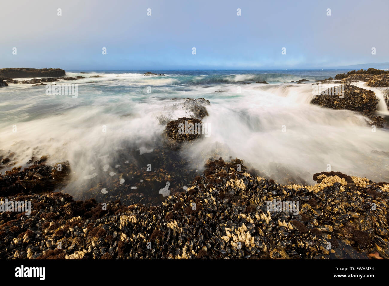 Wellen, die an Land Botanical Beach, Juan de Fuca Provincial Park, Vancouver Island, BC Stockfoto