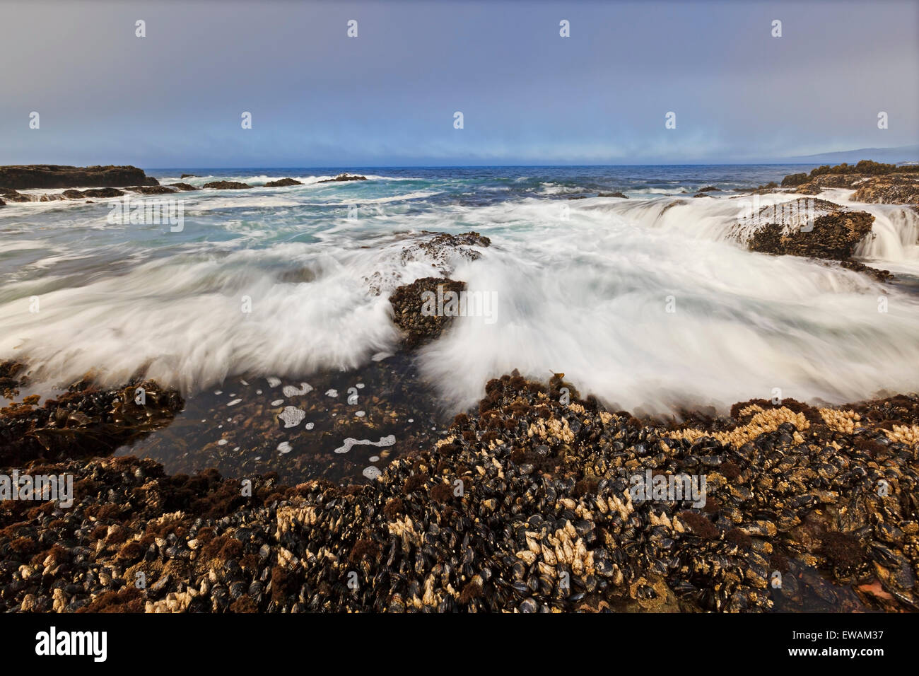 Wellen, die an Land Botanical Beach, Juan de Fuca Provincial Park, Vancouver Island, BC Stockfoto
