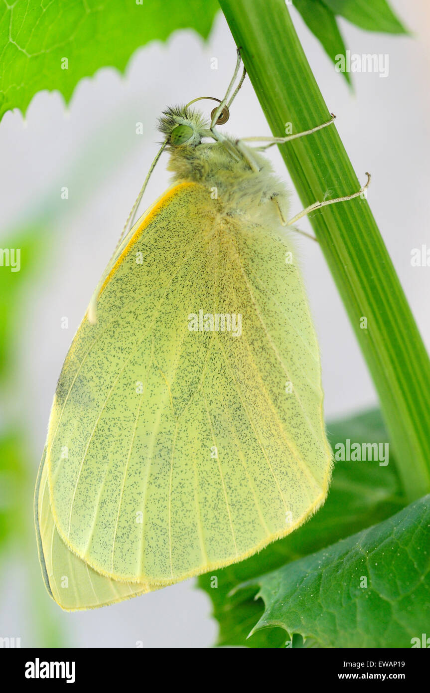 Frisch geschlüpfte große Kohl weiß Schmetterling (Pieris Brassicae) Stockfoto