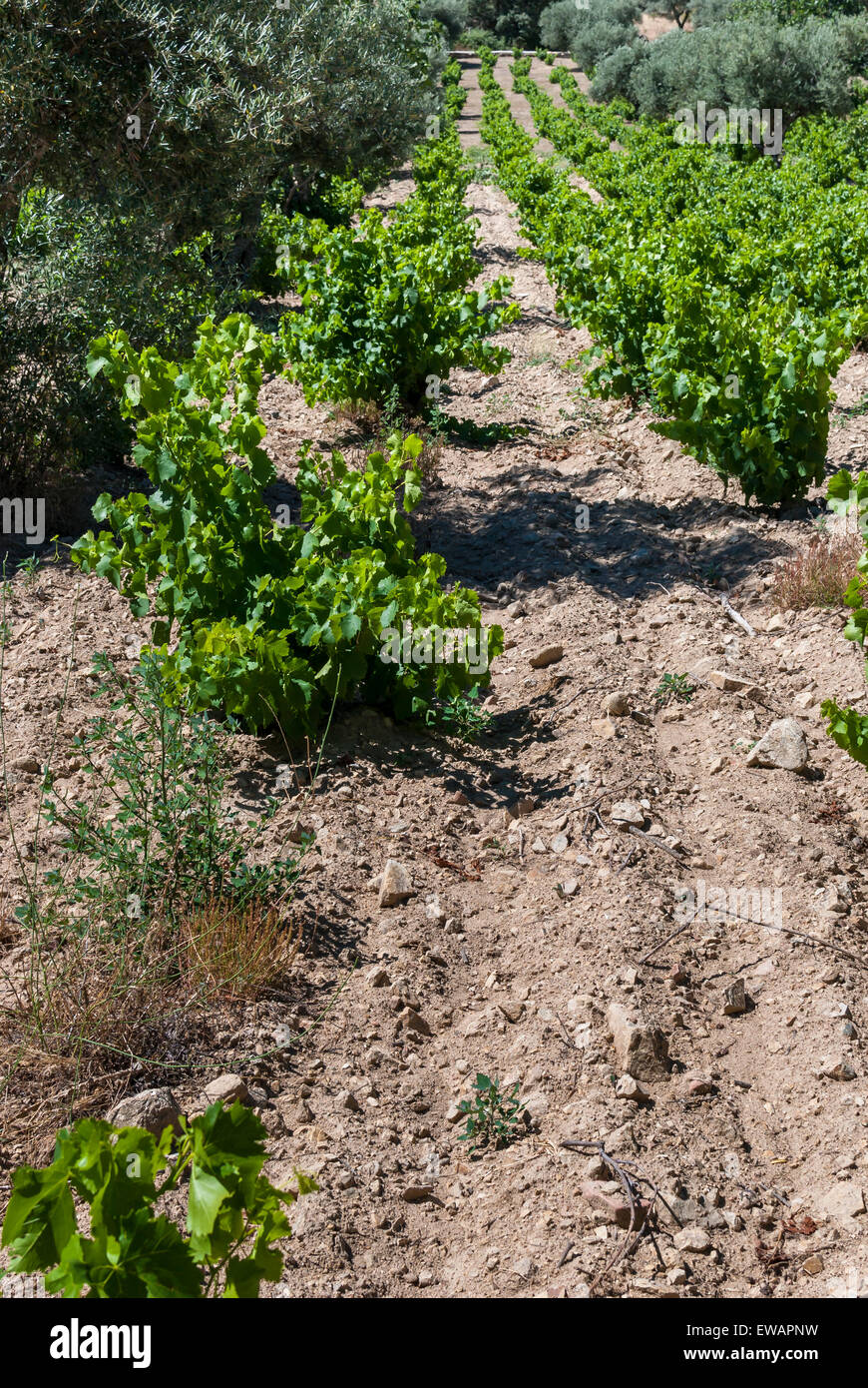 Weinberg mit Olivenbäumen. Ökologischer Anbau von Wein und Koscherer