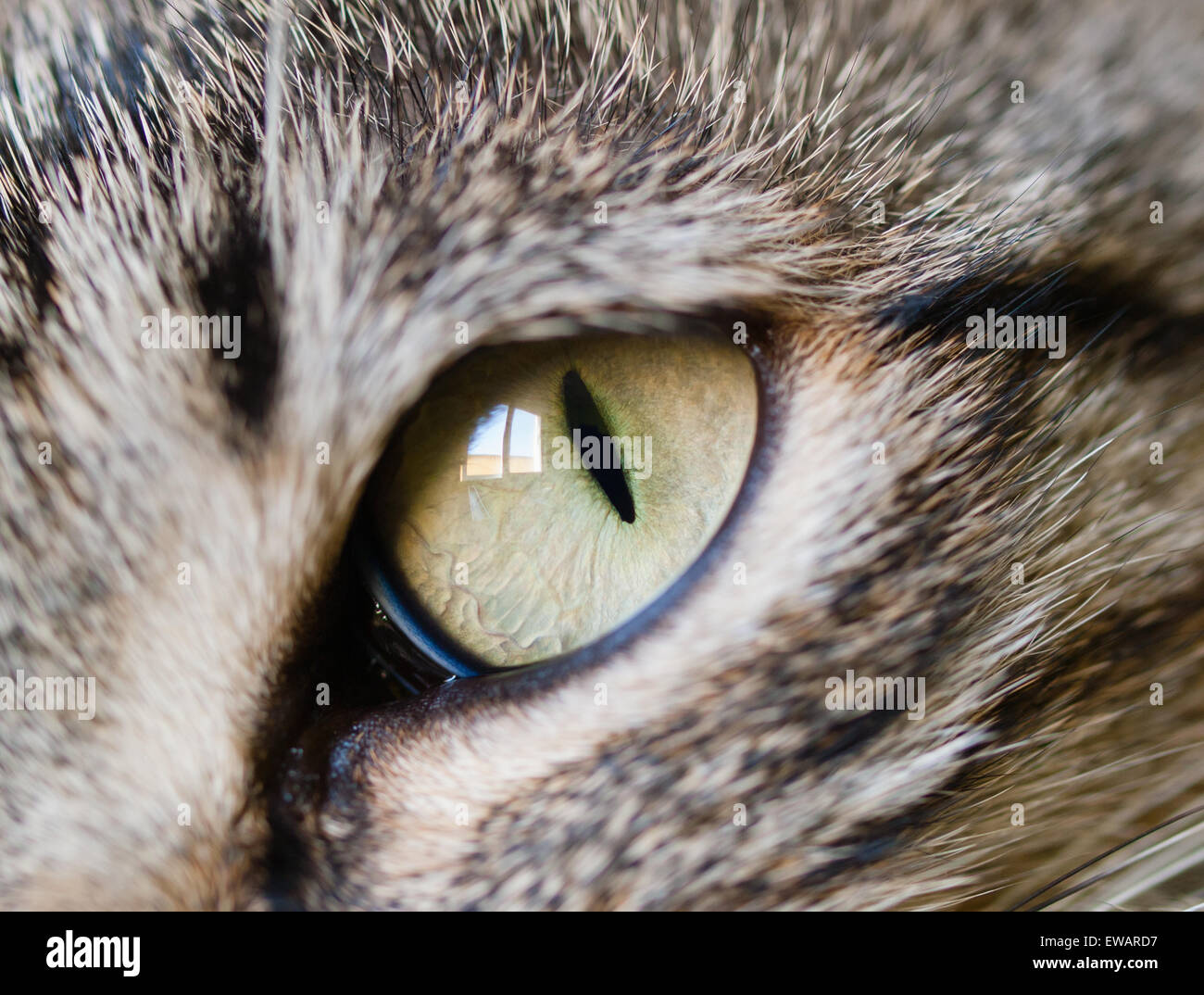 Auge Katze Detail. Makro-Detail einer Katze. Stockfoto