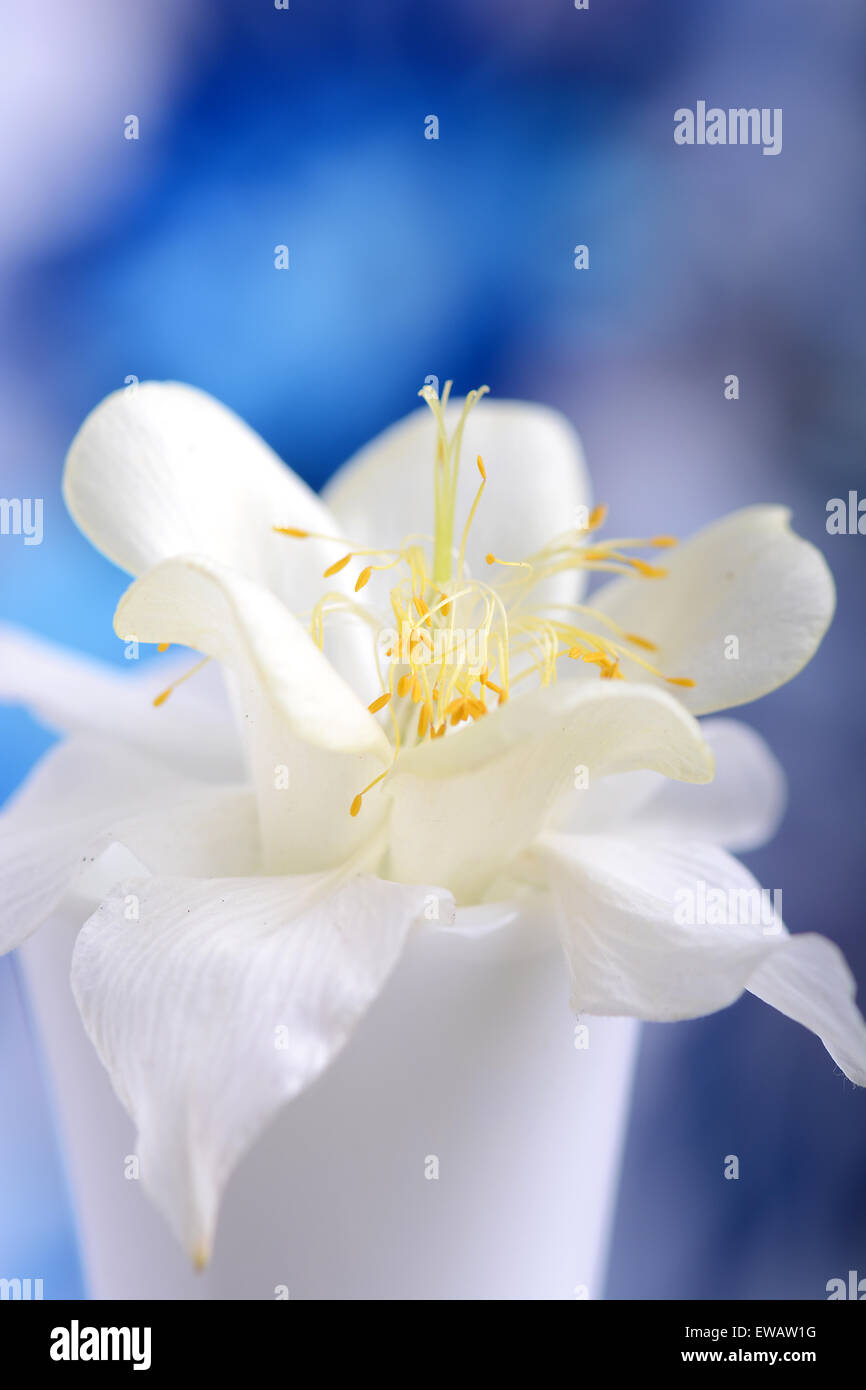 lila Blüten Nahaufnahme auf blauem Hintergrund Stockfoto