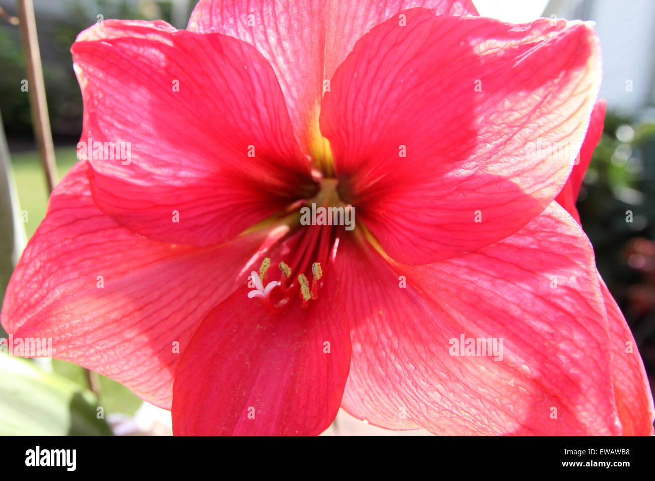 Eine Amaryllis saugt die warme Sonne an einem heißen Frühlingstag. Stockfoto