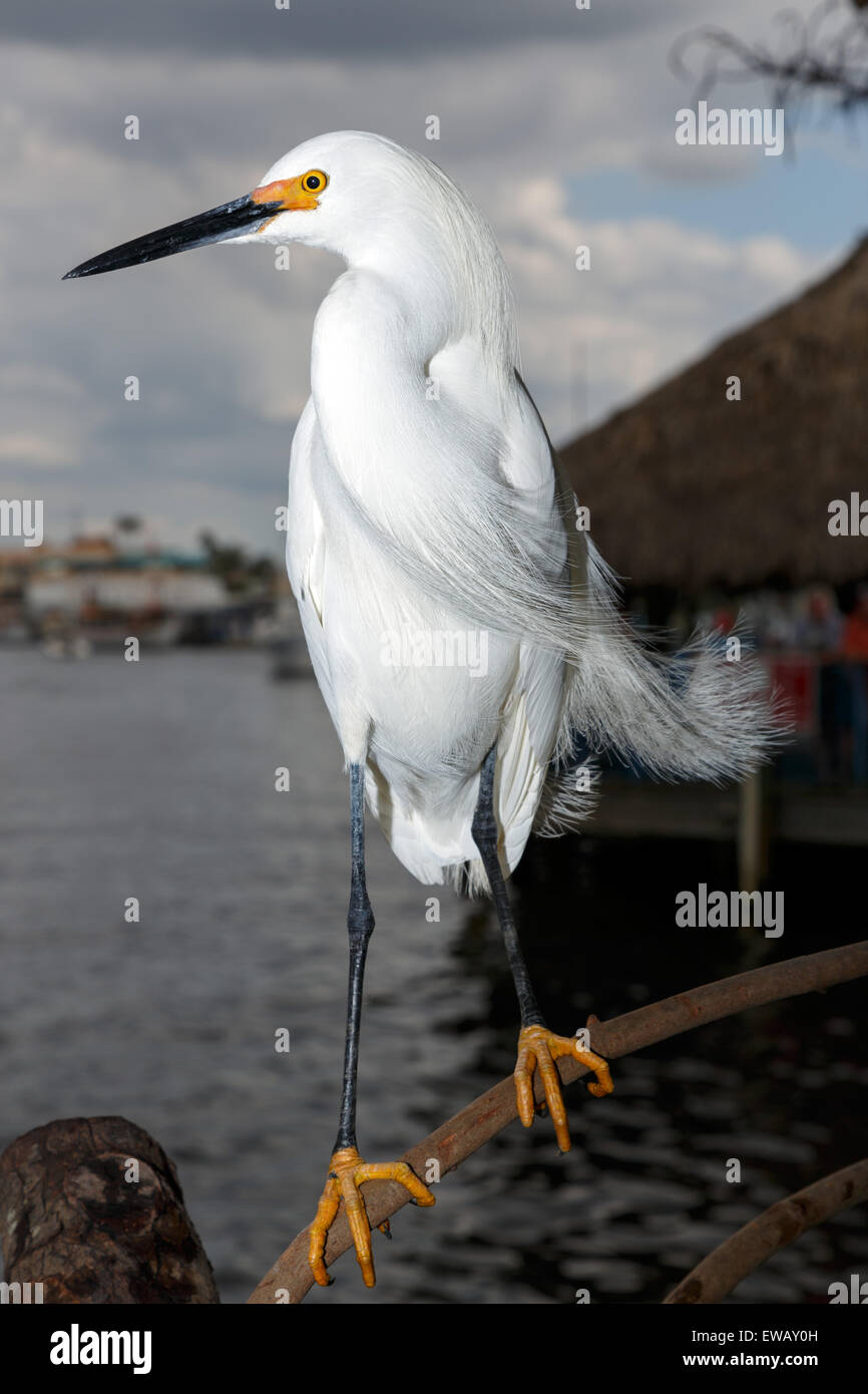 Nahaufnahme eines Snowy Egret Vogel portrait dunkler Hintergrund aus Florida USA Stockfoto