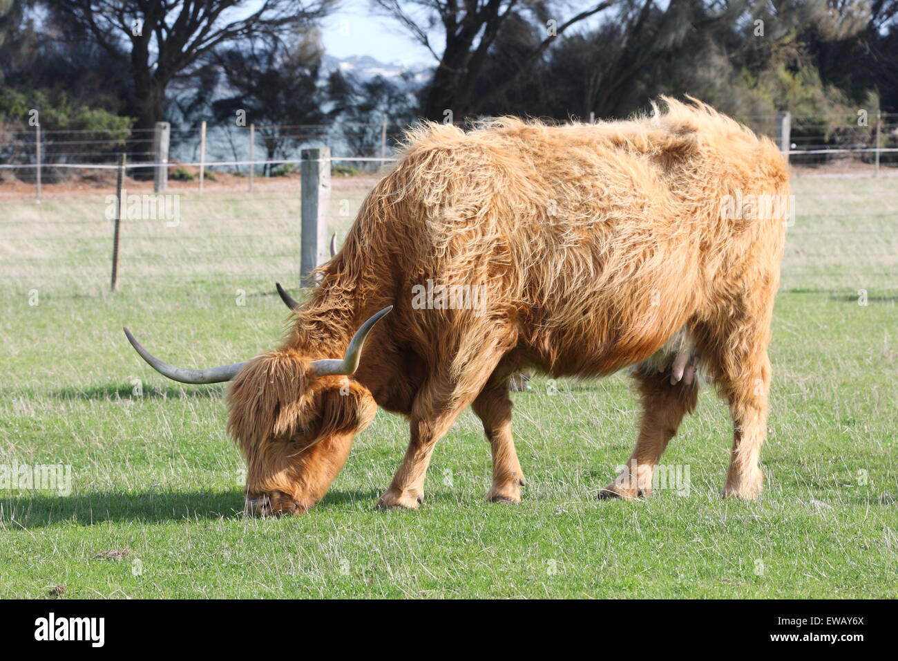 Highland Kuh an Churchill Island Heritage Farm Phillip Island Victoria Australien Stockfoto