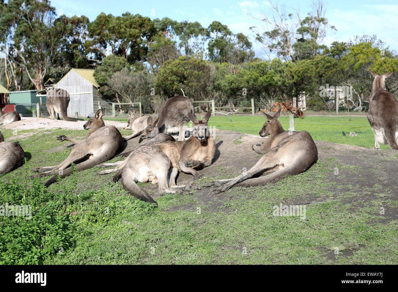 Eine Gruppe von Kängurus, die Verlegung auf dem Boden im Tierpark Stockfoto