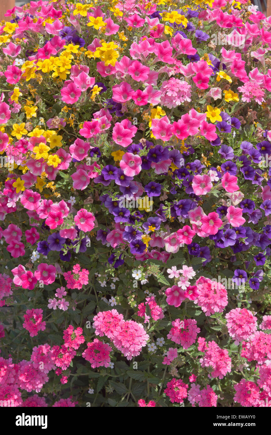 Anzeige des Sommers blüht in einem Hof und Garten Baumschule Canby Oregon. Stockfoto