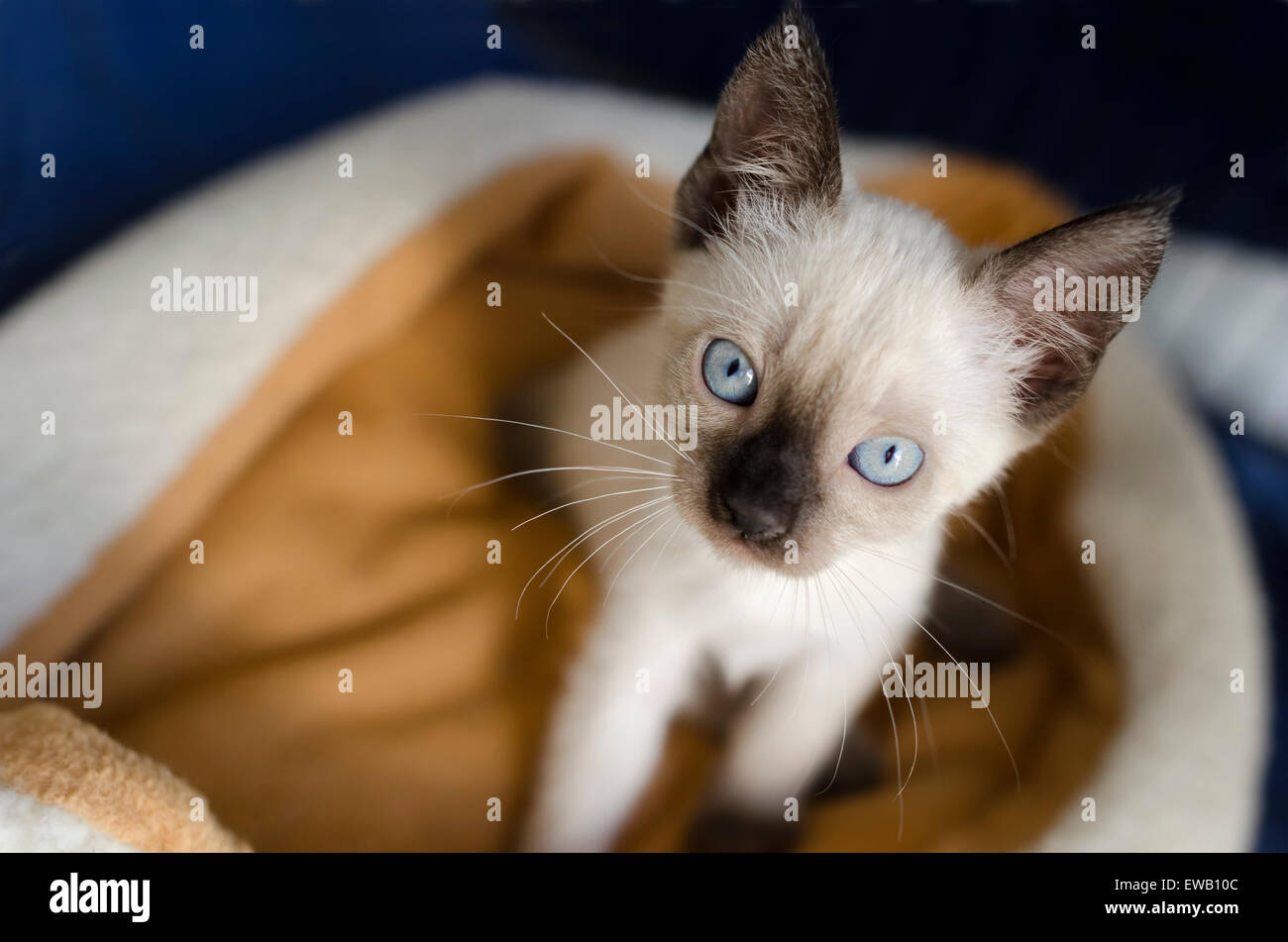 Kätzchen ist weiß mit blauen Augen und rosa Nase in einem Duo-Ton-Bild. Stockfoto