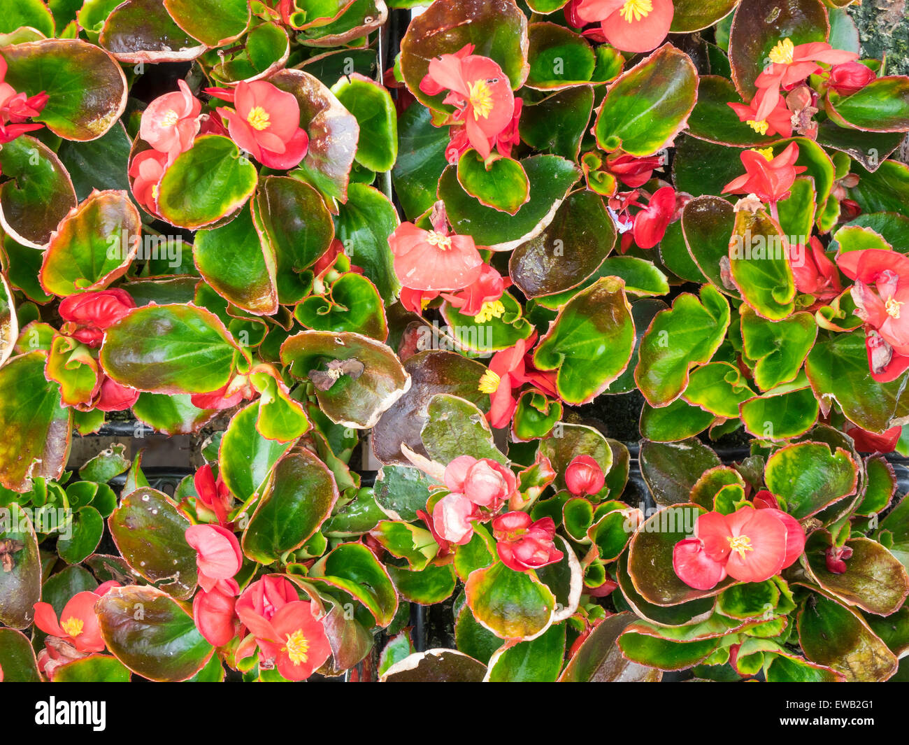 Green Leaf rot Begonia Semperflorens in ein Gartencenter zu verkaufen bereit ist für das Frühjahr Pflanzen Stockfoto