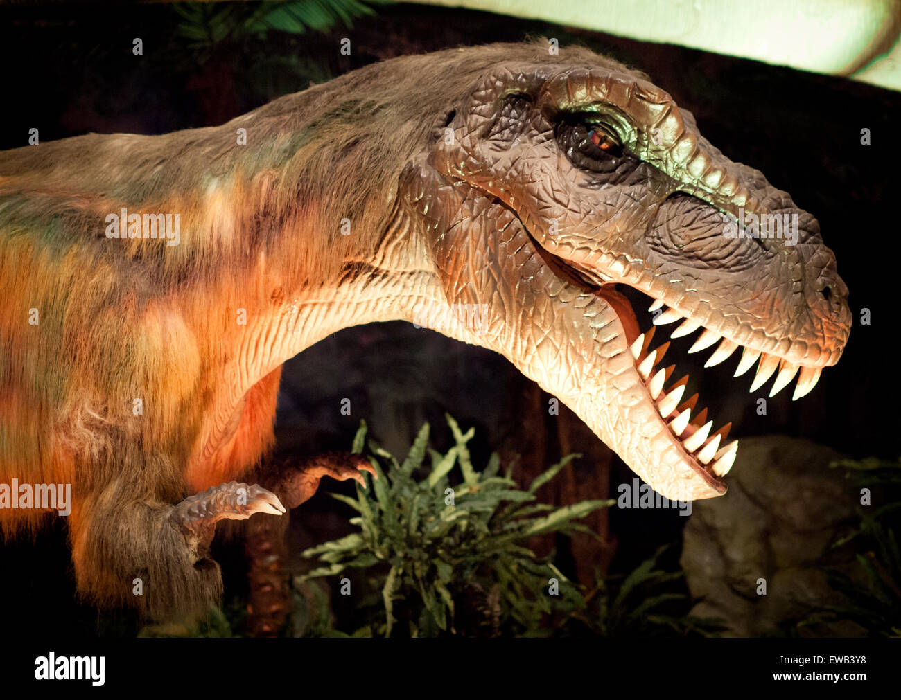 Eine Nahaufnahme von einem lebensgroßen Modell der gefiederten, juveniler Tyrannosaurus Rex, an das Telus World of Science in Edmonton, Kanada. Stockfoto