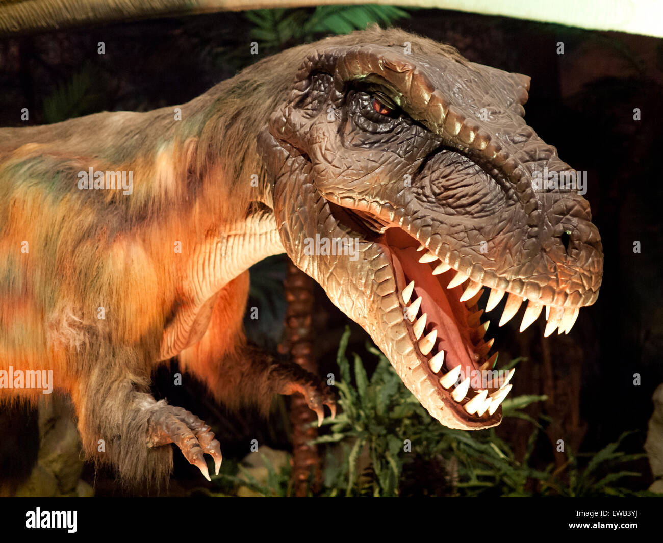 Eine Nahaufnahme von einem lebensgroßen Modell der gefiederten, juveniler Tyrannosaurus Rex, an das Telus World of Science in Edmonton, Kanada. Stockfoto