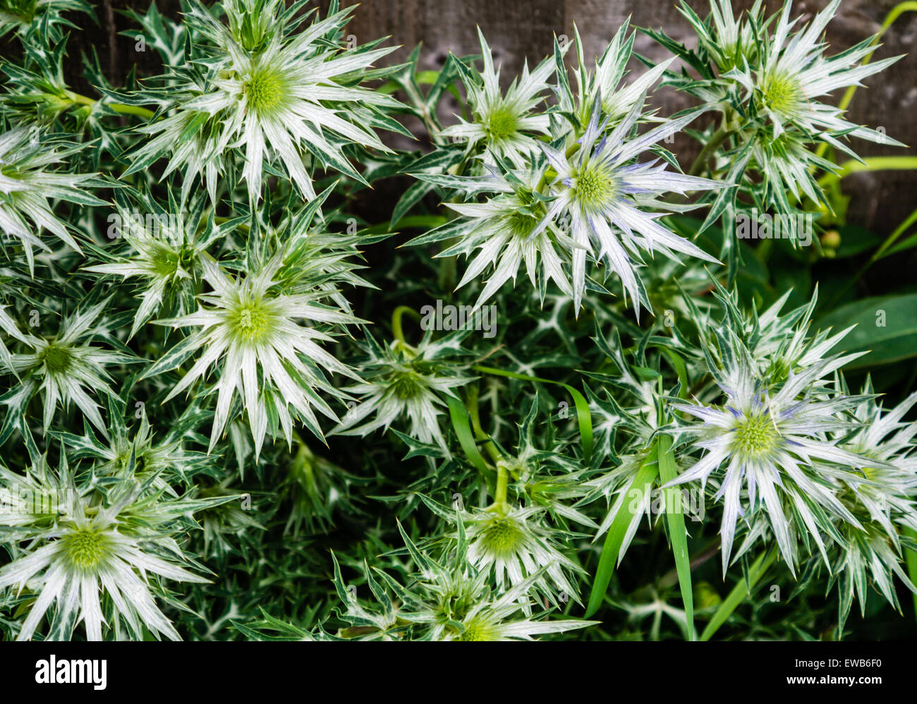 Meer-Stechpalme, Eryngium Maritimum, Blumen in einem Garten Stockfoto