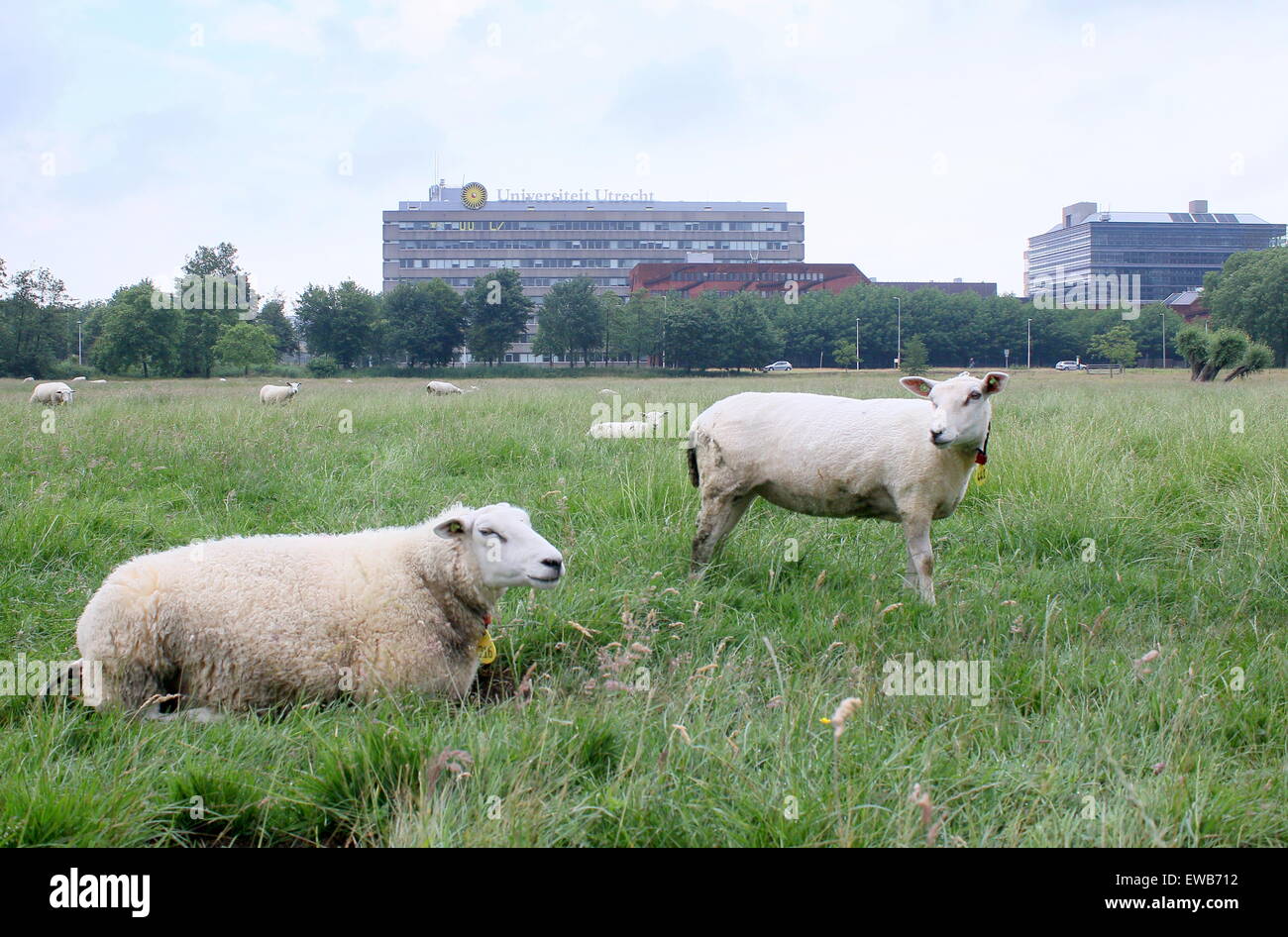 Schafe auf einer Wiese vor dem Gebäude der Universität an die riesigen Utrecht Campus "De Uithof" - Utrecht, Niederlande Stockfoto