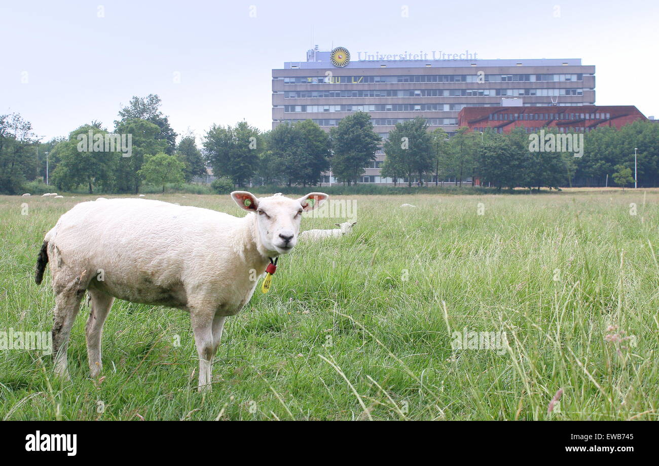 Schafe auf einer Wiese vor Universitätsgebäude auf dem riesigen Campus der Utrecht "De Uithof" Stockfoto