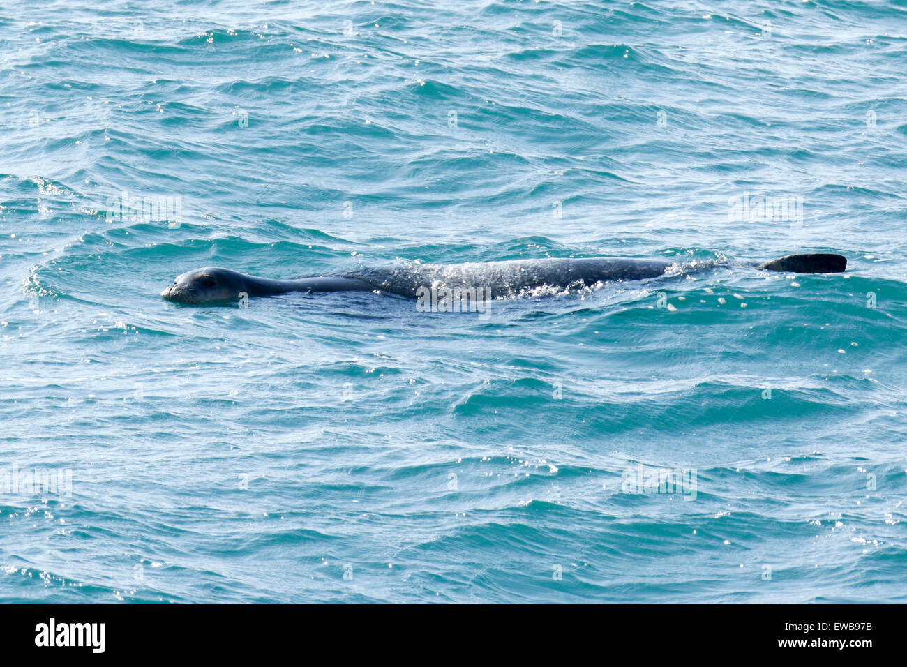 Vom Aussterben bedrohte Arten Mittelmeer-Mönchsrobbe (Monachus Monachus) schwimmen Bilder aus dem Monat im Mittelmeer, Israel Stockfoto