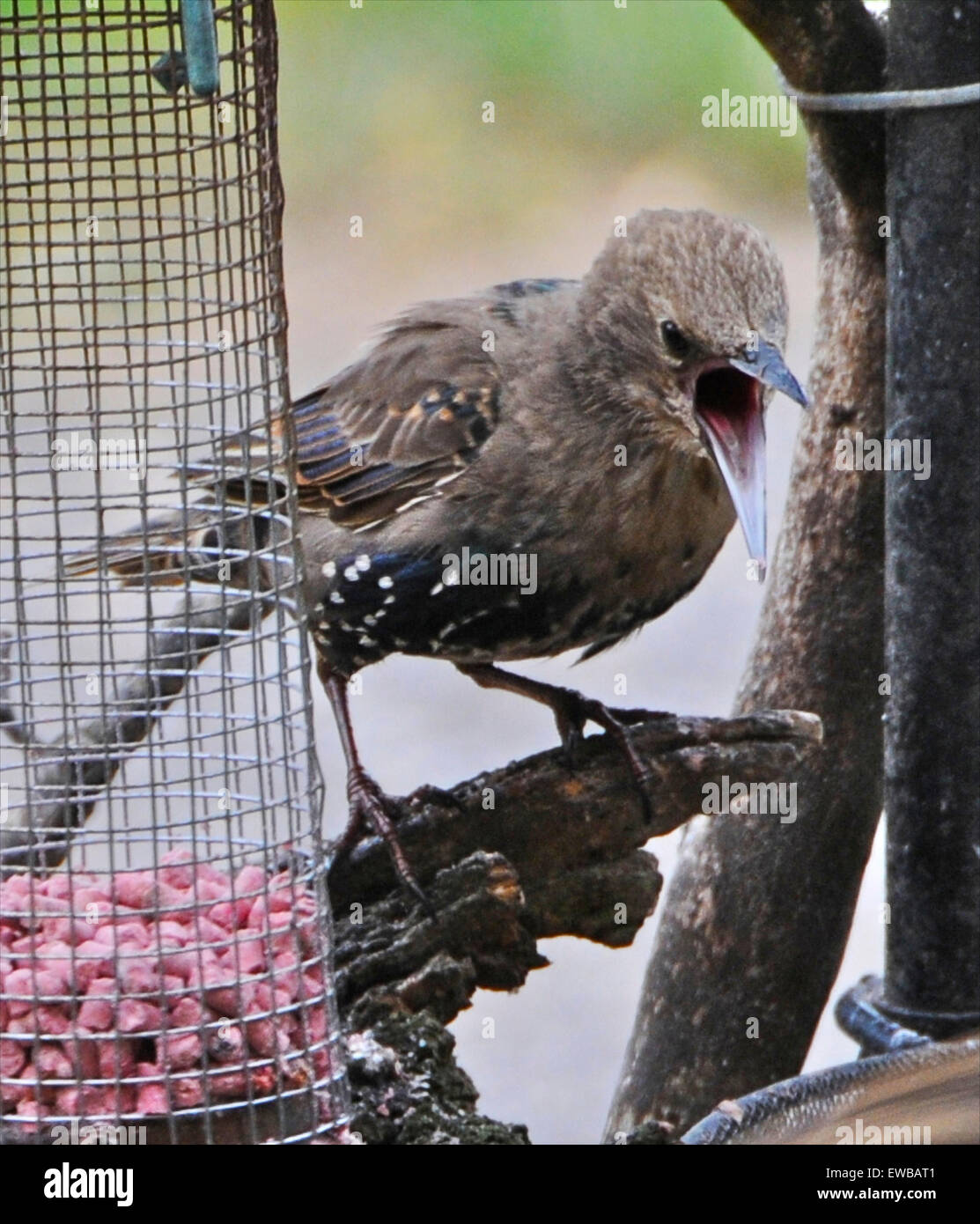 Junge juvenile Stare Starling Sturnus Vulgaris Fütterung kämpfenden Squabling Streitereien unreife Jugendliche Stockfoto