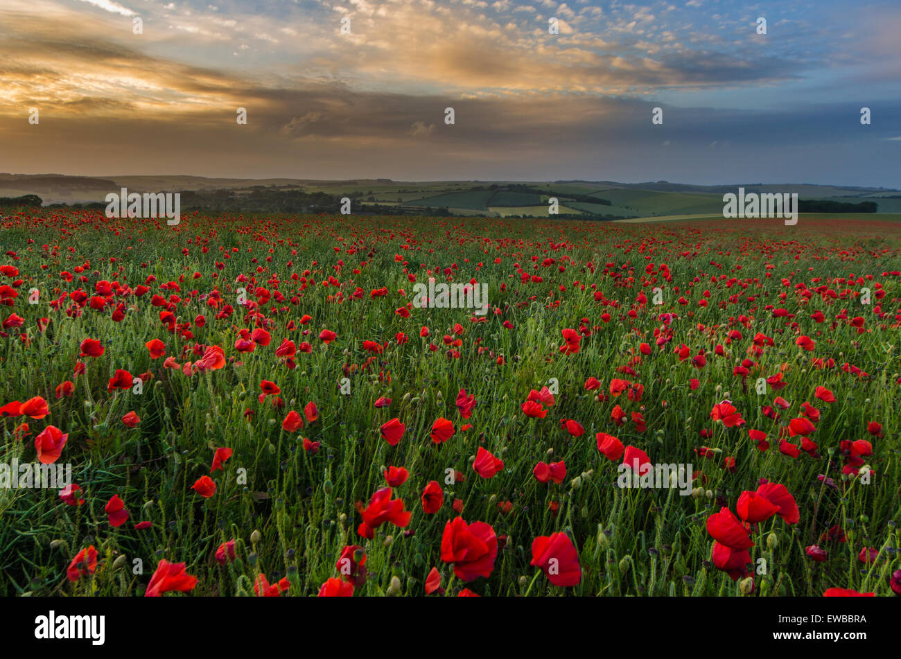 Mohnfeld bei South Downs National Park, Brighton, West Sussex, England, UK Stockfoto