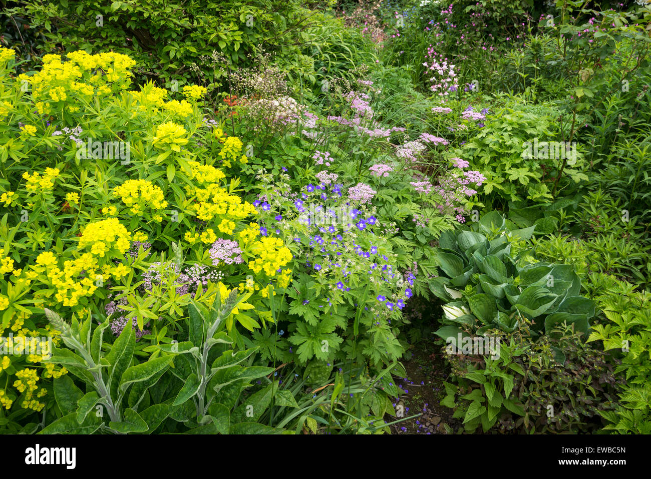 Frühsommer in einen englischen Garten zu Pflanzen. Euphorbias, winterharte Geranien, Hosta und anderen Pflanzen in einem informellen Einpflanzen. Stockfoto