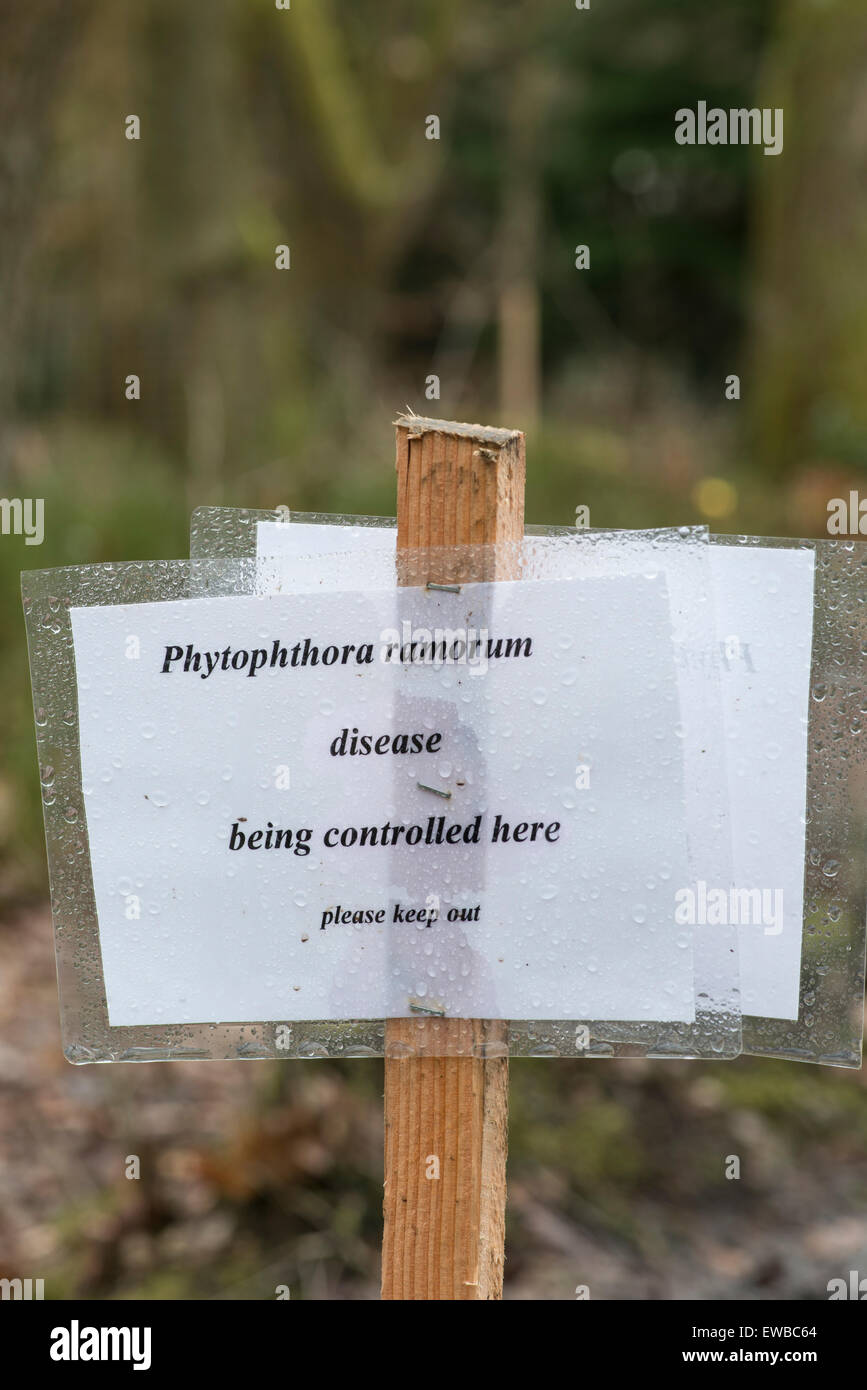 Pflanze pathogens: Phytophthora Ramorum. Kontrollmaßnahmen im Wald. Leith Hill, Surrey. England. Ursache des plötzlichen Todes Eiche Stockfoto