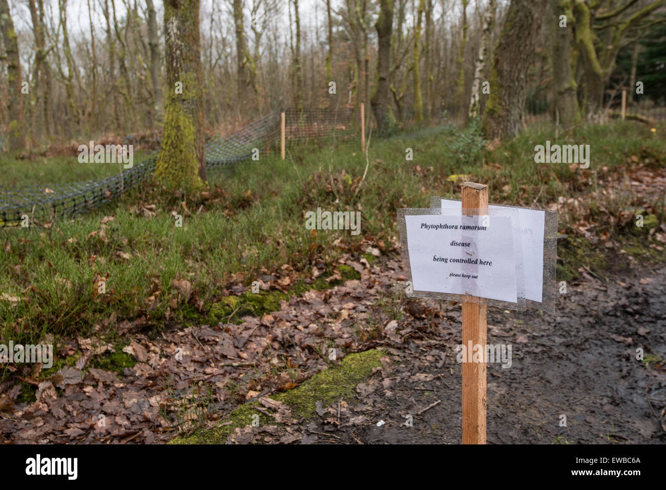 Pflanze pathogens: Phytophthora Ramorum. Kontrollmaßnahmen im Wald. Leith Hill, Surrey. England. Ursache des plötzlichen Todes Eiche Stockfoto
