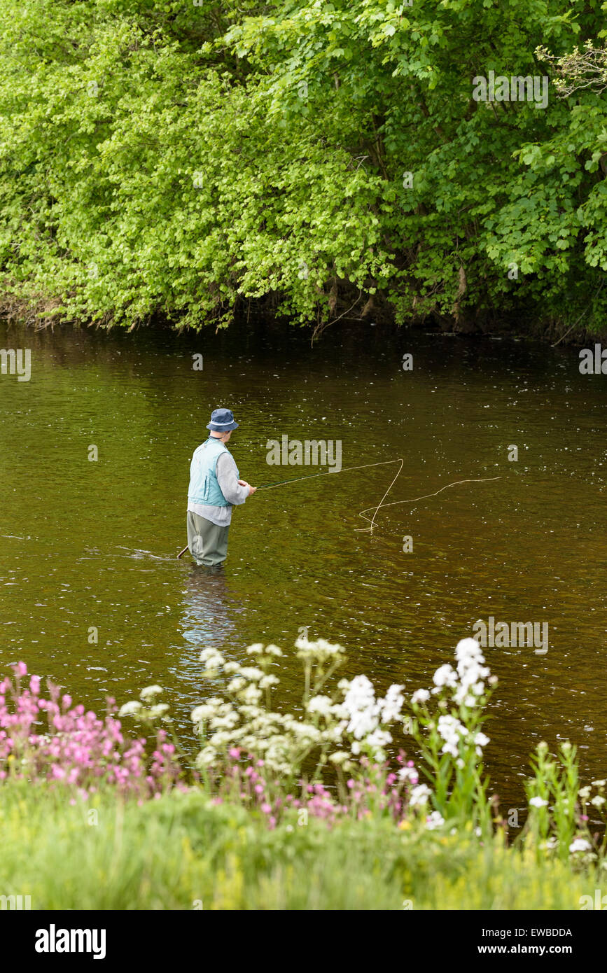 Älterer Mann Fliegenfischen in den Fluss Wharf, in der Nähe von Bolton Abbey, North Yorkshire, England. Stockfoto
