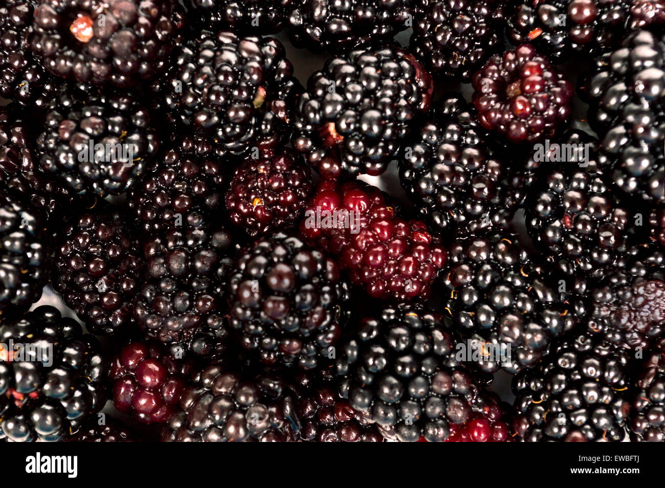 Fülle von frisch gepflückten Brombeeren hautnah als Hintergrund Stockfoto