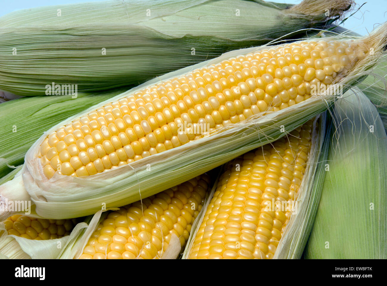 Nahaufnahme des schönen gelben Sommer Maiskolben frisch gepflückt aus der Farm. Stockfoto