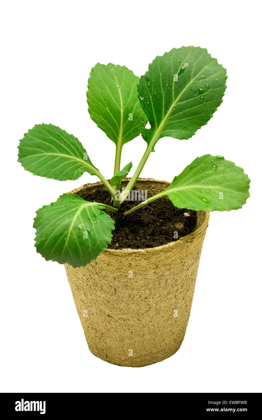 Biologisch Abbaubar Stockfotos und -bilder Kaufen - Alamy