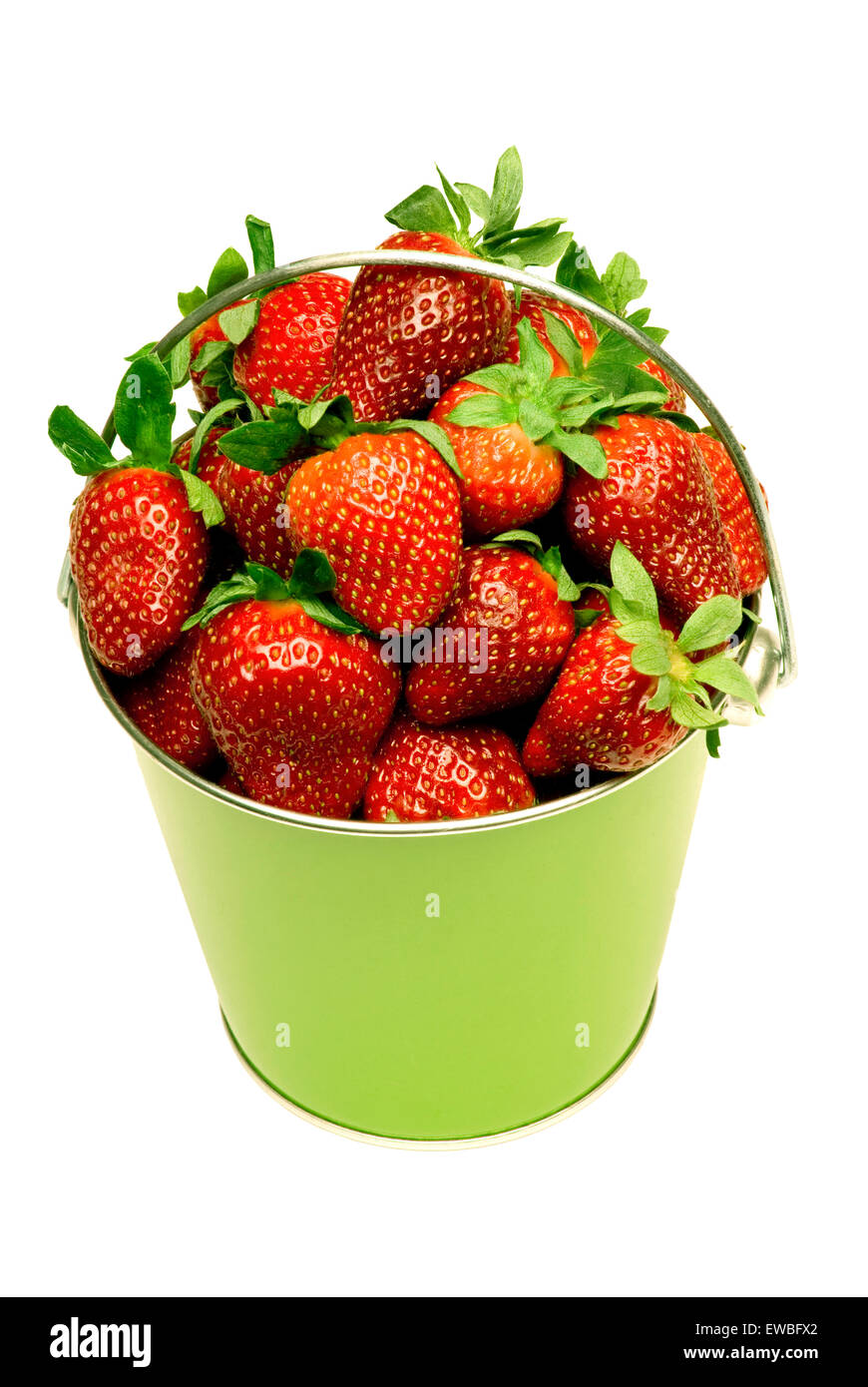 Frisch gepflückte Erdbeeren im grünen Eimer isoliert auf weiss Stockfoto