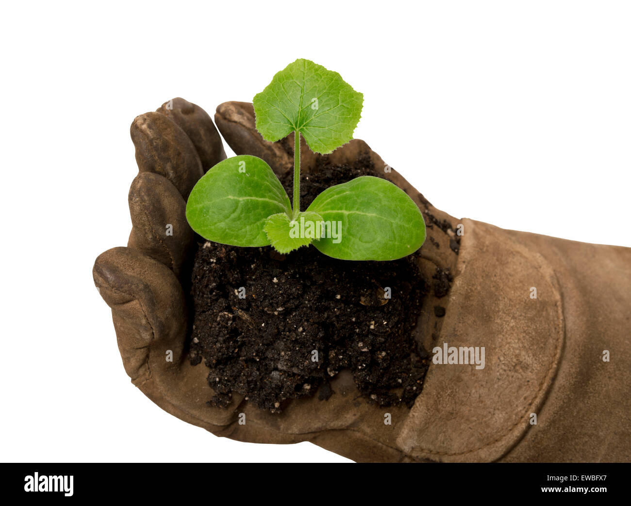 Zarte pflanze -Fotos und -Bildmaterial in hoher Auflösung – Alamy